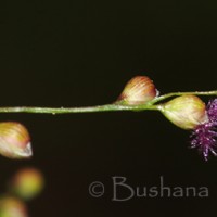 Isachne globosa (Thunb.) Kuntze